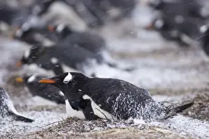 Snowing Prints: Gentoo Penguin Pygoscelis papua incubating adults in colony Sea Lion Island Falklands