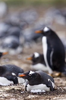 Gentoo Penguin Pygoscelis papua incubating in colony on Sea Lion Island Falklands Gentoo Penguin Pygoscelis papua incubating in colony on Sea Lion Island Falklands