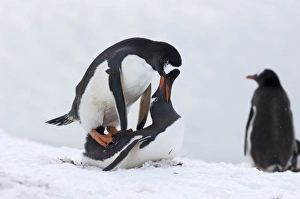 Gentoo Penguin Pygoscelis papua mating Half Moon Island Antarctica Gentoo Penguin Pygoscelis papua mating Half Moon Island Antarctica