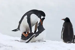 Antarctic Prints: Gentoo Penguin Pygoscelis papua mating Half Moon Island Antarctica