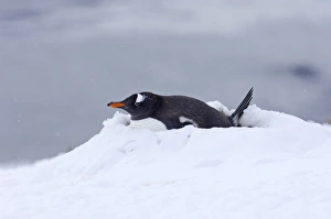 Gentoo Penguin Pygoscelis papua on nest Half Moon Island Antarctica Gentoo Penguin Pygoscelis papua on nest Half Moon Island Antarctica