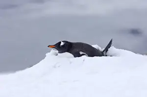 Penguin Prints: Gentoo Penguin Pygoscelis papua on nest Half Moon Island Antarctica