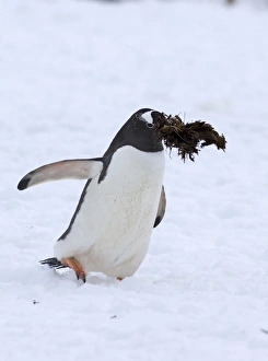 Gentoo Penguin Pygoscelis papua with nest material Half Moon Island Antarctica Gentoo Penguin Pygoscelis papua with nest material Half Moon Island Antarctica