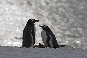 Gentoo Penguin Pygoscelis papua pair Half Moon Island Antarctica Gentoo Penguin Pygoscelis papua pair Half Moon Island Antarctica