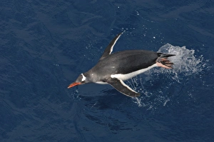 Gentoo Penguin Pygoscelis papua porpoising off South Georgia Gentoo Penguin Pygoscelis papua porpoising off South Georgia