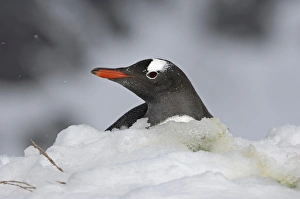 Gentoo Penguin Pygoscelis papua on snow covered nest Antarctic Peninsula Gentoo Penguin Pygoscelis papua on snow covered nest Antarctic Peninsula