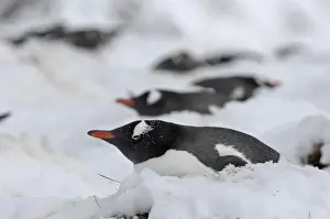 Gentoo Penguin Pygoscelis papua on snow covered nest Antarctic Peninsula