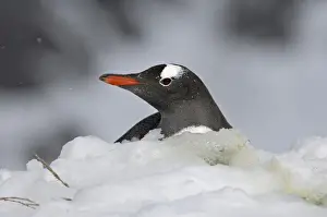 Bird Prints: Gentoo Penguin Pygoscelis papua on snow covered nest Antarctic Peninsula
