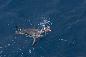 Gentoo Penguin Pygoscelis papua South Georgia Antarctica October Gentoo Penguin Pygoscelis papua South Georgia Antarctica October