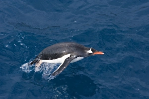 Gentoo Penguin Pygoscelis papua South Georgia Antarctica October