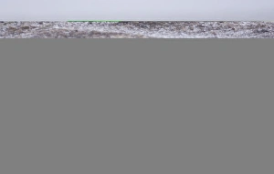 Gentoo Penguins Pygoscelis papua adult in blizzard on Sea Lion Island Falklands Gentoo Penguins Pygoscelis papua adult in blizzard on Sea Lion Island Falklands