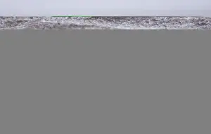 Snowing Prints: Gentoo Penguins Pygoscelis papua adult in blizzard on Sea Lion Island Falklands
