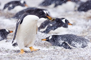 Gentoo Penguins Pygoscelis papua adult with nest material in colony on Sea Lion Island Gentoo Penguins Pygoscelis papua adult with nest material in colony on Sea Lion Island