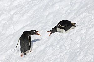 Gentoo Penguins Pygoscelis papua being aggressive South Georgia November Gentoo Penguins Pygoscelis papua being aggressive South Georgia November