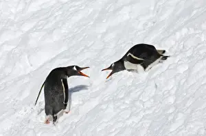South Georgia Prints: Gentoo Penguins Pygoscelis papua being aggressive South Georgia November
