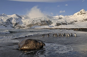 Gentoo Penguins Pygoscelis papua on beach with Elephant Seal Gold Harbour South Georgia Gentoo Penguins Pygoscelis papua on beach with Elephant Seal Gold Harbour South Georgia