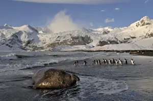 South Georgia Prints: Gentoo Penguins Pygoscelis papua on beach with Elephant Seal Gold Harbour South Georgia