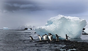 Gentoo Penguins Pygoscelis papua Brown Bluff Antarctic Peninsula Antarctica Gentoo Penguins Pygoscelis papua Brown Bluff Antarctic Peninsula Antarctica