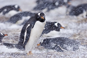 Gentoo Penguins Pygoscelis papua colony on Sea Lion Island Falklands
