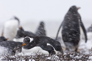 Gentoo Penguins Pygoscelis papua colony on Sea Lion Island Falklands