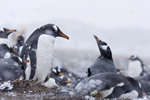 Gentoo Penguins Pygoscelis papua colony on Sea Lion Island Falklands