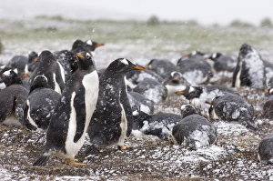 Gentoo Penguins Pygoscelis papua colony on Sea Lion Island Falklands