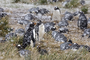 Gentoo Penguins Pygoscelis papua colony on Sea Lion Island Falklands