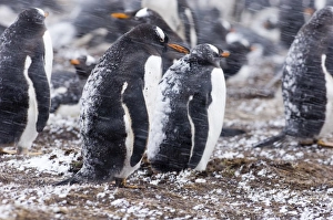 Gentoo Penguins Pygoscelis papua colony on Sea Lion Island Falklands
