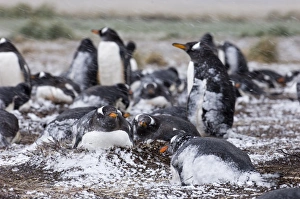 Gentoo Penguins Pygoscelis papua colony on Sea Lion Island Falklands