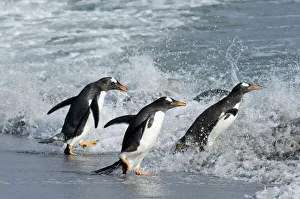 Gentoo Penguins Pygoscelis papua entering sea on Sea Lion Island Falklands Gentoo Penguins Pygoscelis papua entering sea on Sea Lion Island Falklands