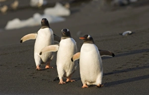 Gentoo Penguins Pygoscelis papua Gold Harbour South Georgia November
