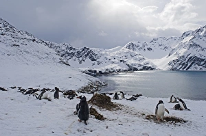Gentoo Penguins Pygoscelis papua Half Moon Island Antarctica Gentoo Penguins Pygoscelis papua Half Moon Island Antarctica
