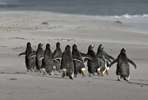 Antarctic Prints: Gentoo Penguins Pygoscelis papua Sea Lion Island Falklands