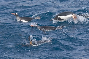 Gentoo Penguins Pygoscelis papua South Georgia Antarctica October Gentoo Penguins Pygoscelis papua South Georgia Antarctica October