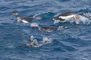 South Georgia Prints: Gentoo Penguins Pygoscelis papua South Georgia Antarctica October