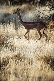 Gerenuk Litocranius walleri female Samburu Kenya