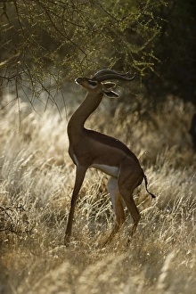 Kenya Prints: Gerenuk Litocranius walleri male Samburu Kenya