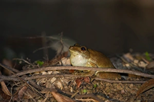 Giant Gladiator Tree Frog Hypsiboas bosans Amazon River nr Iquitos Peru Giant Gladiator Tree Frog Hypsiboas bosans Amazon River nr Iquitos Peru