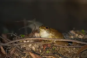 Giant Gladiator Tree Frog Hypsiboas bosans Amazon River nr Iquitos Peru