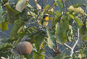 Neotropical Prints: Gilded Barbet Capito auratus female Amazon Peru