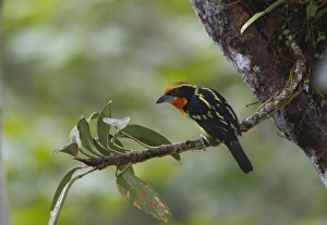 Gilded Barbet Capito auratus male Amazon Peru