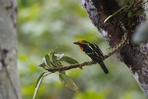 Gilded Barbet Capito auratus male Amazon Peru