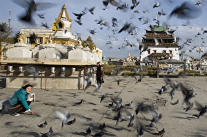 Girl feeding Feral Pigeons in front of Gandan Manastery in Ulan Bator Mongolia September Girl feeding Feral Pigeons in front of Gandan Manastery in Ulan Bator Mongolia September