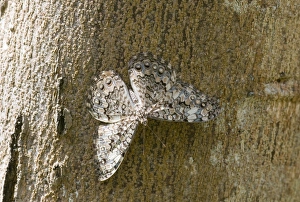 Glaucous Cracker H. glauconome Peten Guatemala