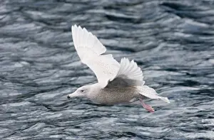 Glaucous Gull Larus hyperboreus 1st winter Varanger Fjord Norway March