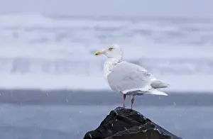 Snowing Prints: Glaucous Gull Larus hyperboreus adult Varanger Fjord Norway March
