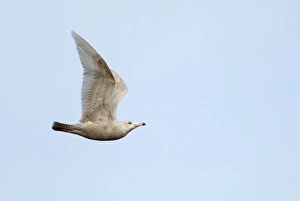 Glaucous Gull Larus hypoboreus 2nd winter Cley North Norfolk February Glaucous Gull Larus hypoboreus 2nd winter Cley North Norfolk February