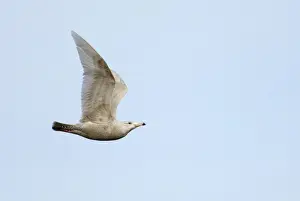 Coast Prints: Glaucous Gull Larus hypoboreus 2nd winter Cley North Norfolk February