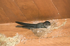Glossy Swiftlet Collocalia esculenta nesting inside dwelling Cebu Philippines