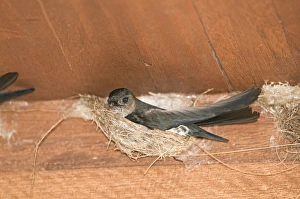 Glossy Swiftlet Collocalia esculenta nesting inside dwelling Cebu Philippines Glossy Swiftlet Collocalia esculenta nesting inside dwelling Cebu Philippines